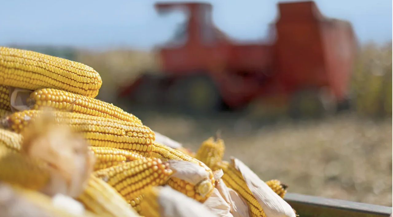 В МОЛДОВЕ И УКРАИНЕ ЕЩЕ НЕ СОБРАН ВЕСЬ УРОЖАЙ-2025 КУКУРУЗЫ